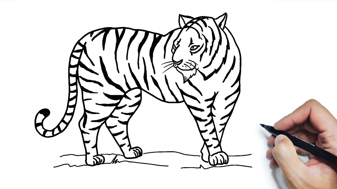 CARA MENGGAMBAR HARIMAU PUTIH