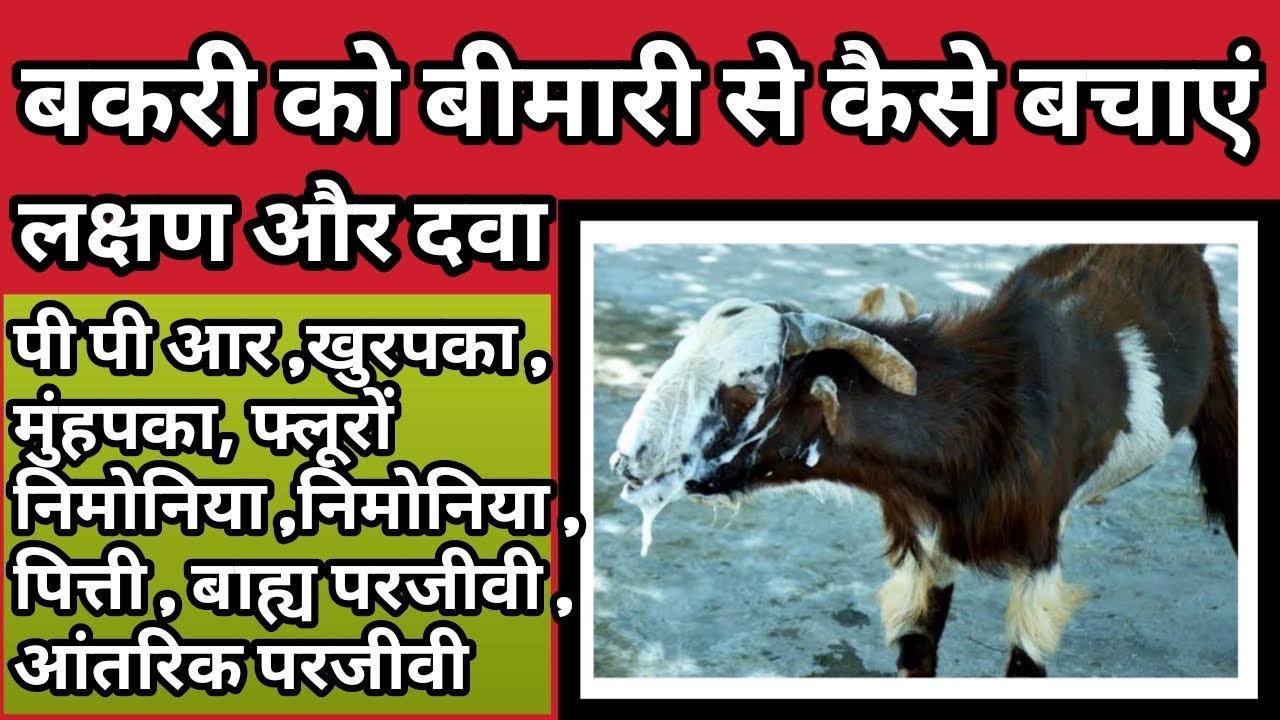 #goatfarm #bakripalan । बकरी में बीमारी ,लक्षण और बचाव के उपाय। goat diseases and treatment ।