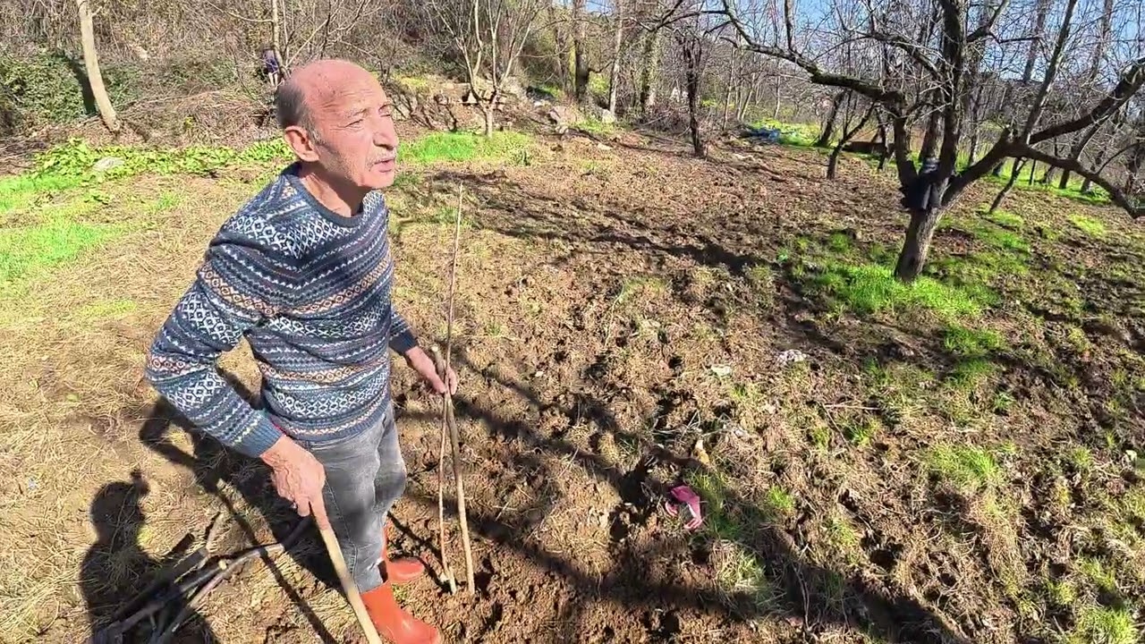 Gedelek koyu Agac Dikimi