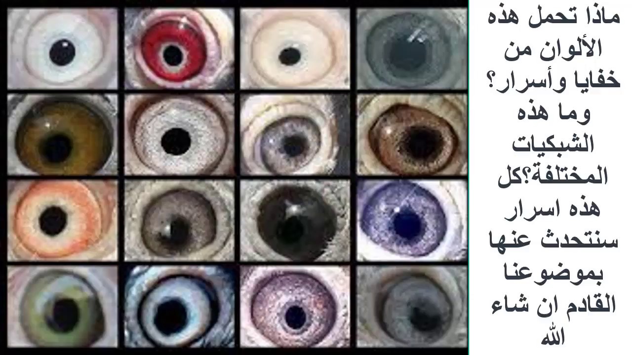 كيف تصبح خبيرا في الحمام الباكستاني   أسرار وخفايا العيون (الجزء الأول)