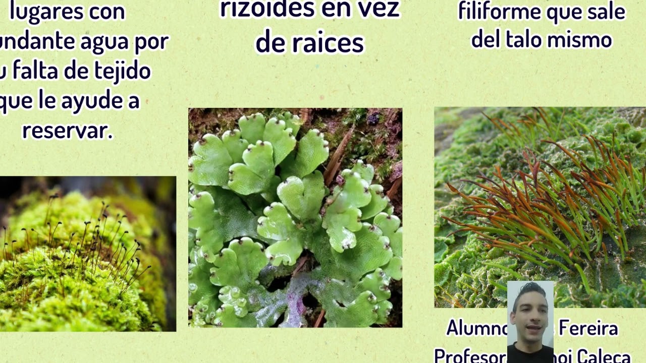 Proyecto Botánica