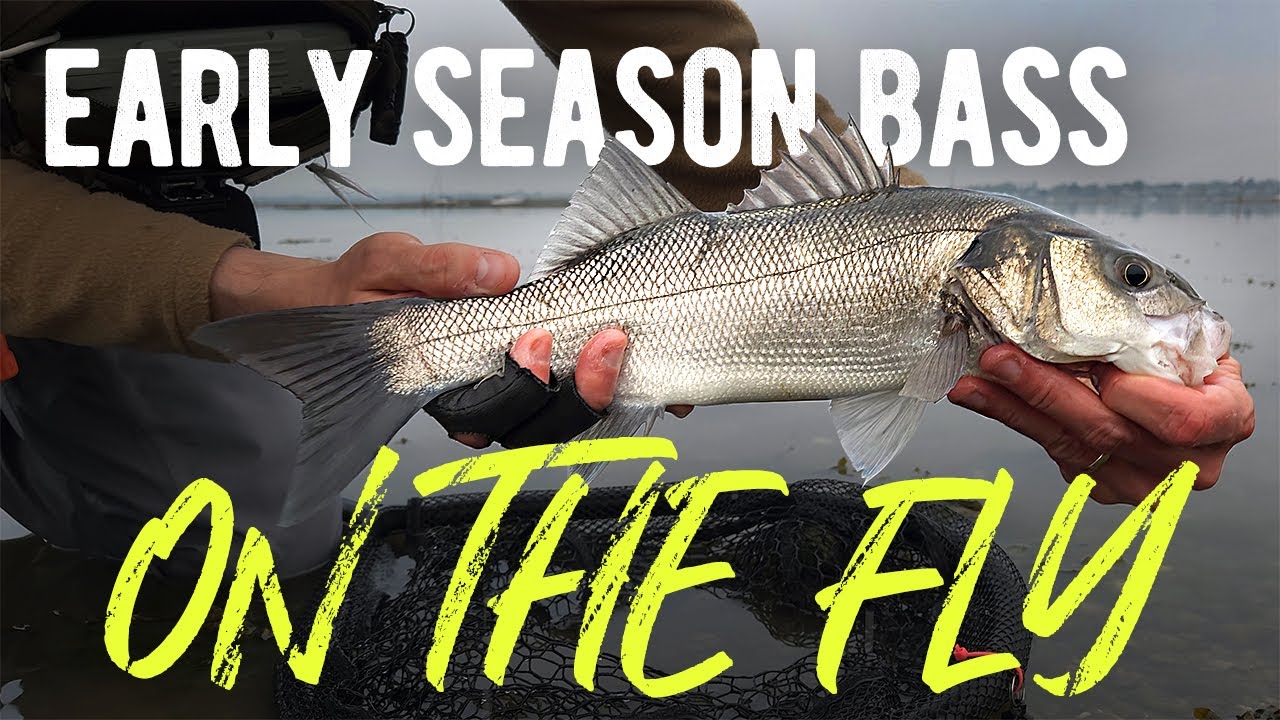 First Bass Of The Season | Fly Fishing For Sea Bass | Saltwater Fly Fishing UK