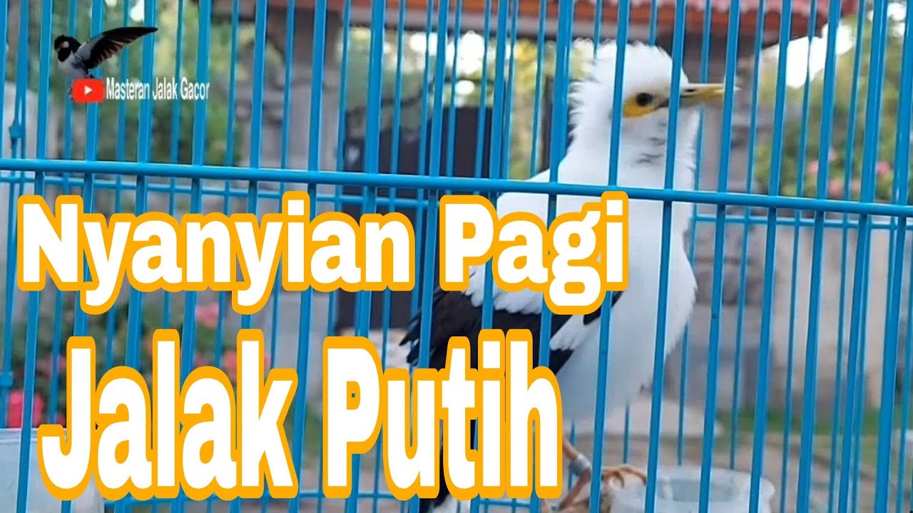Masteran jalak putih Jantan Gacor Full Isian Tembakan - Masteran Jalak Gacor