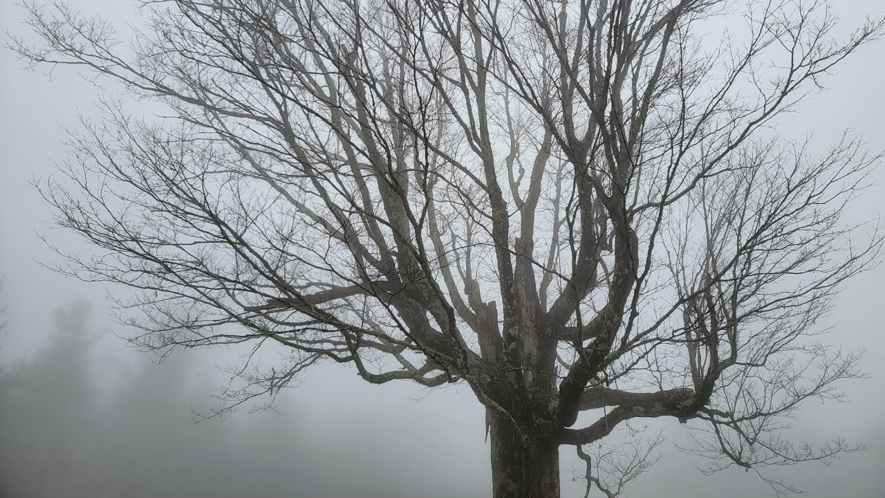 Appalachian Trail Episode 38: Foggy Beauty Spot to Moonlight Campsite