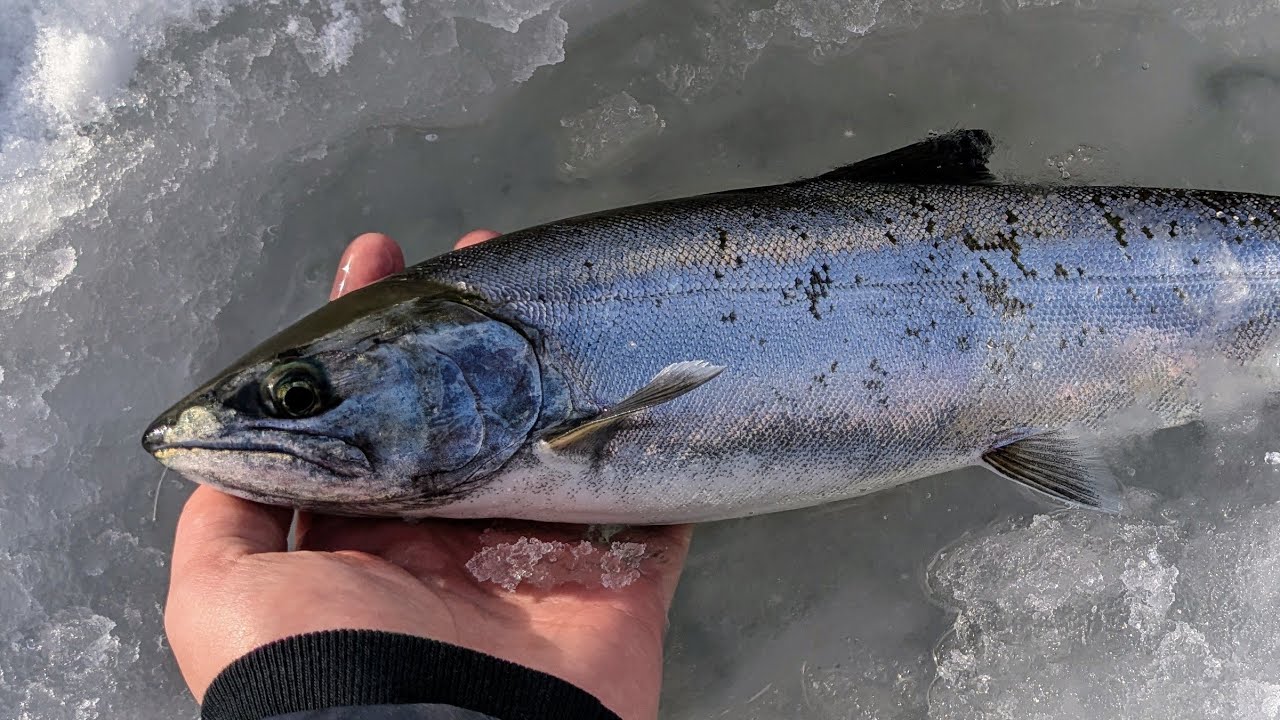 【北海道釣り】ワカサギを泳がせて高級魚を釣る！！