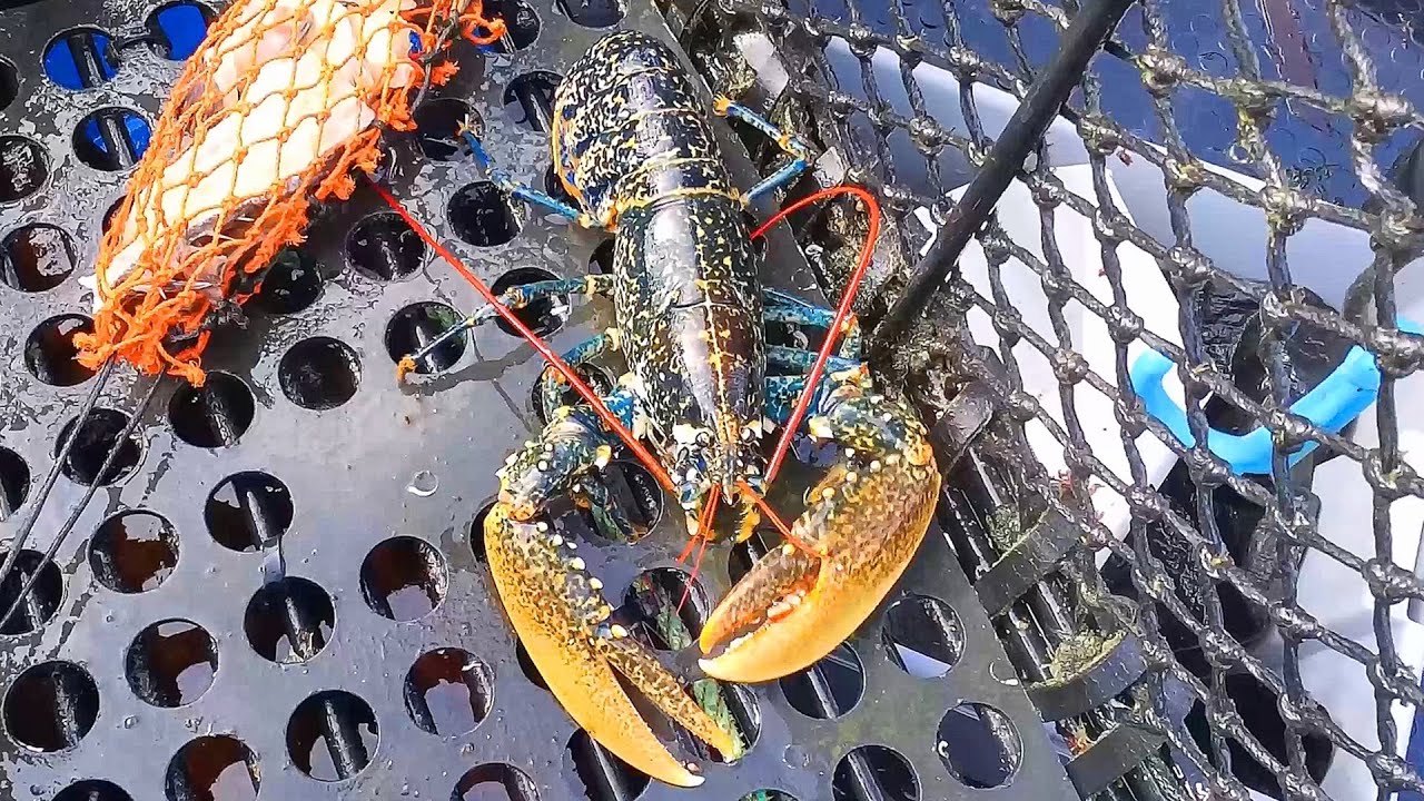 Lobster Crab & Bass In Our Secret Spot  :-)