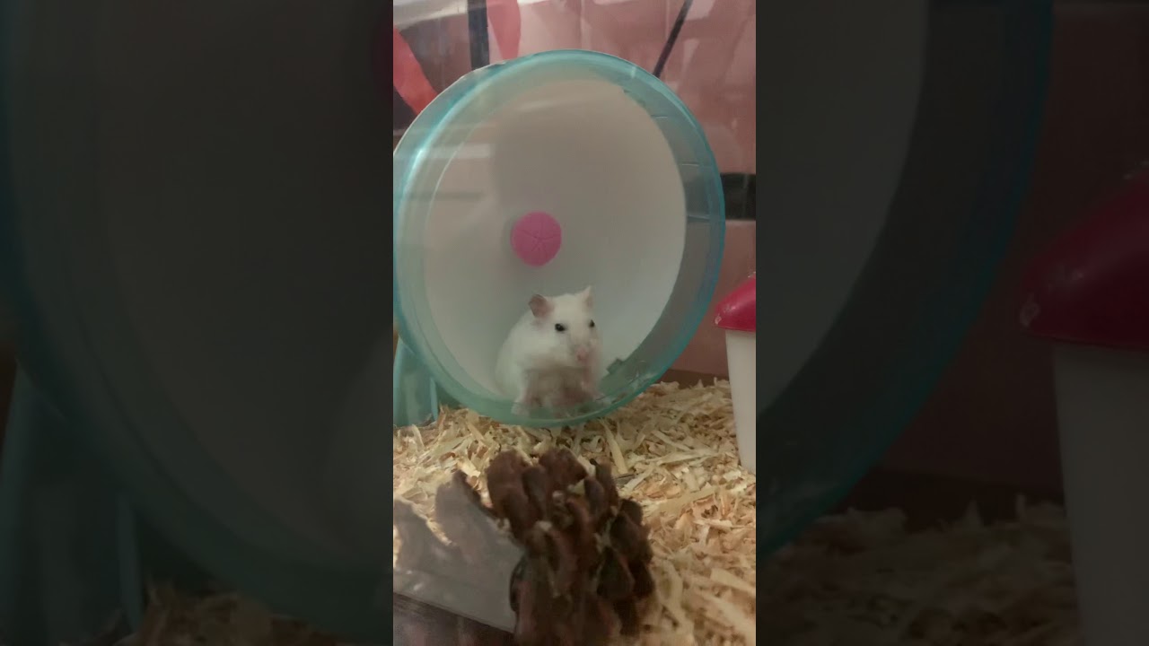 Hamster Pearl Yellow Line
