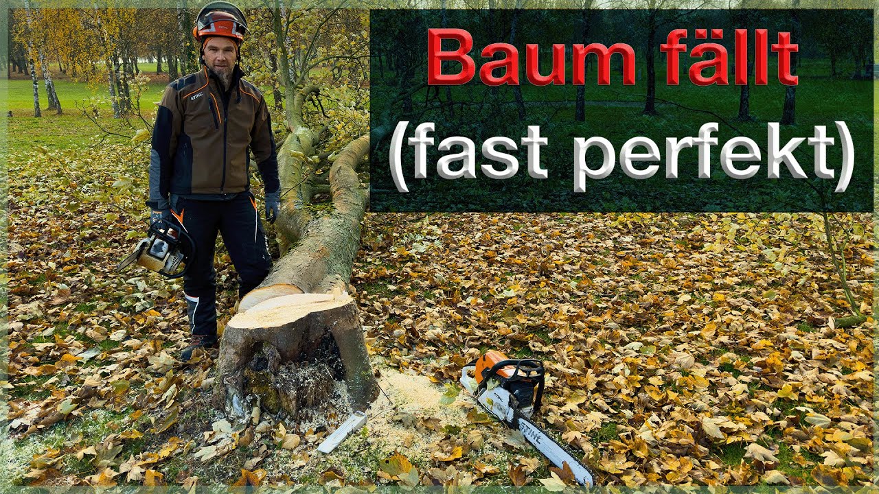 Baum fällt, fast perfekt. Was solltest DU als Brennholzwerber wissen ? Stihl Akkusäge zum entasten!