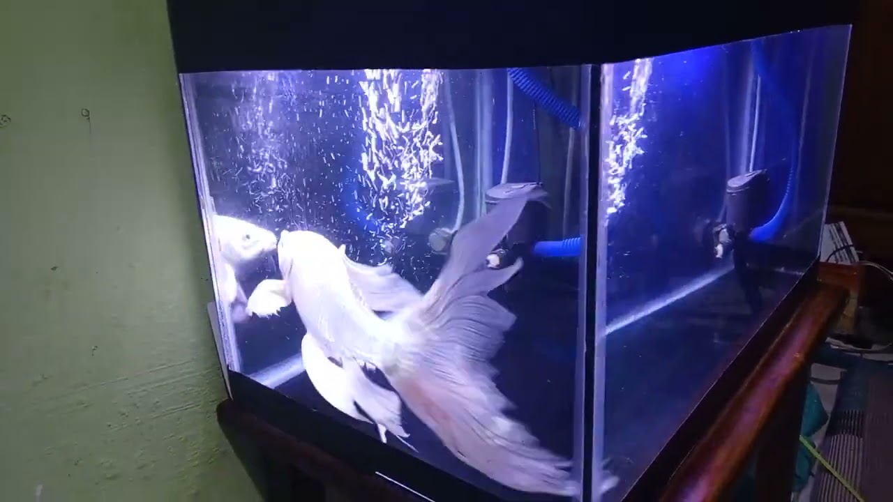 ikan koi platinum selayer tumbuh besar di aquarium kecil