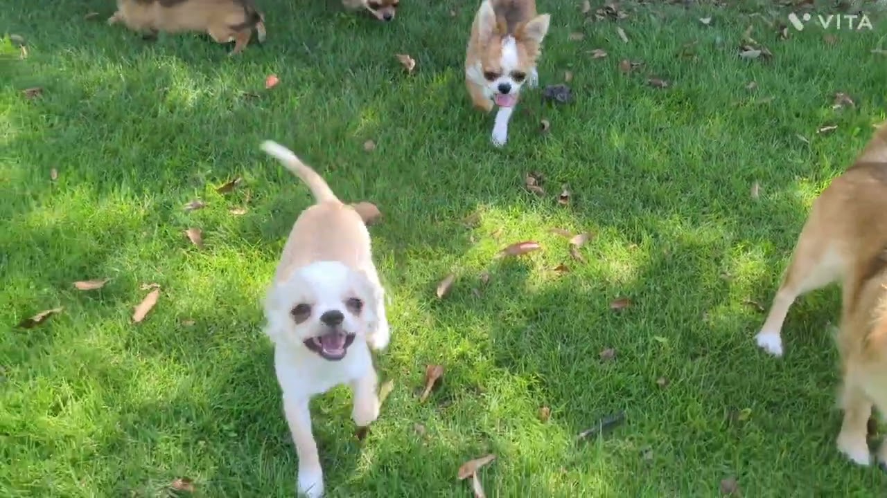 ちょいビビりなでんでん🐾