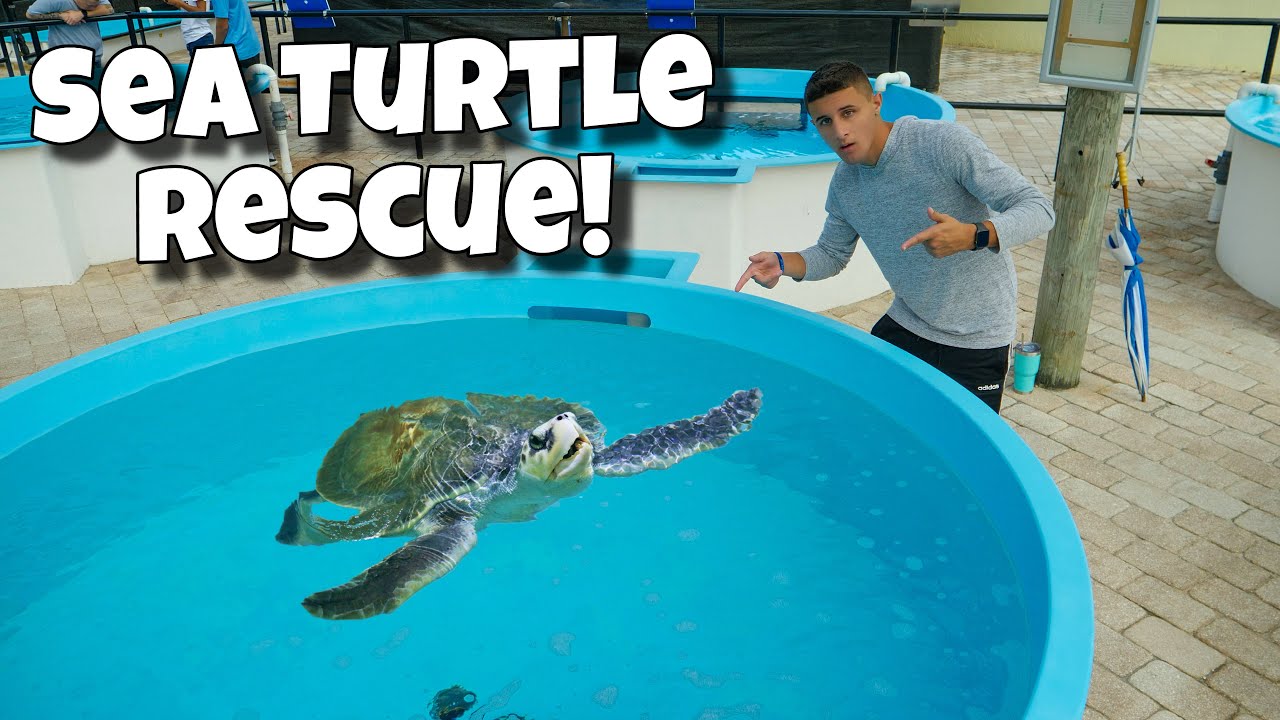 RESCUING INJURED SEA TURTLES!! *Crazy*