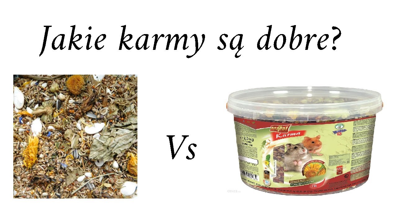 Jaką karmę dla chomika wybrać?