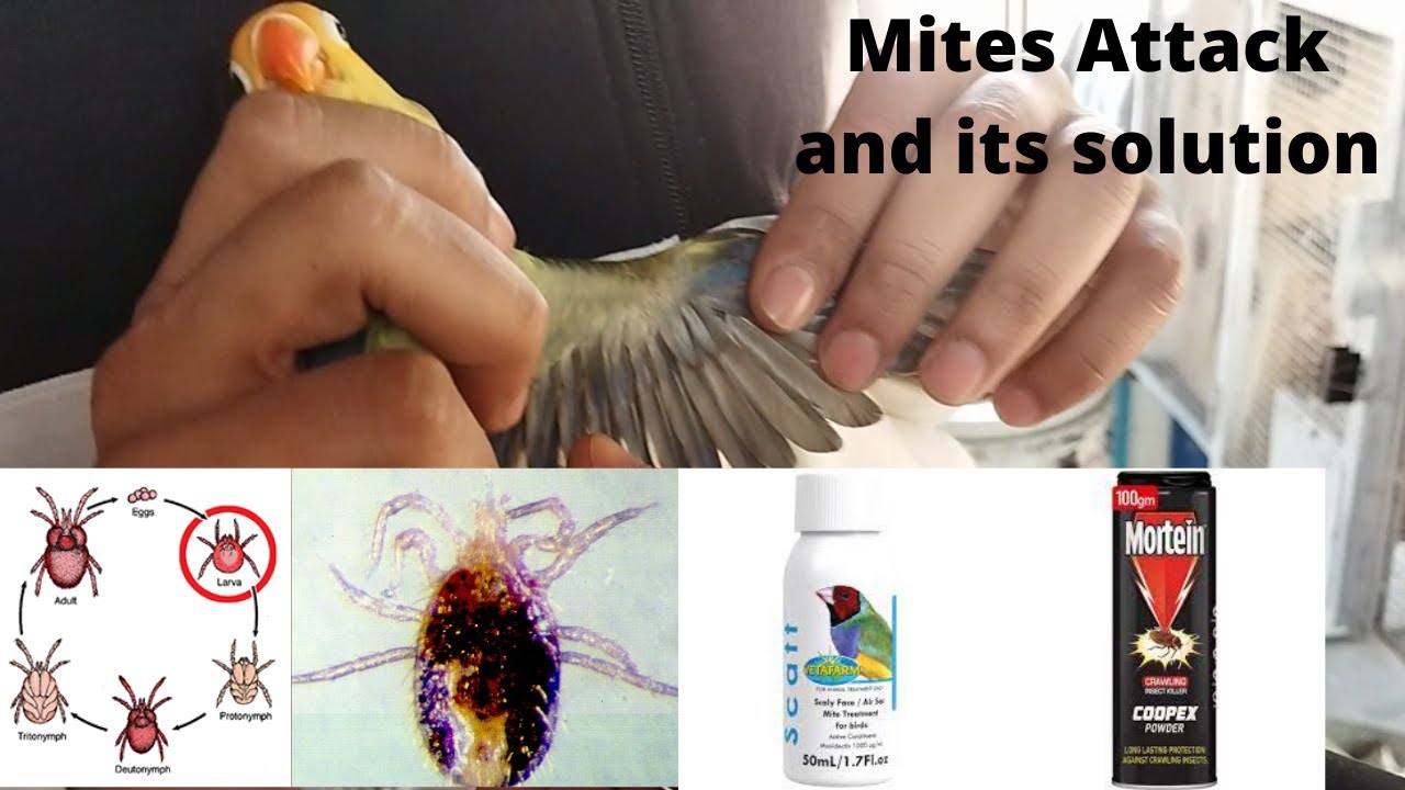Mites Attack | Bird Mites | Precautions | Solution | HWI Aviary