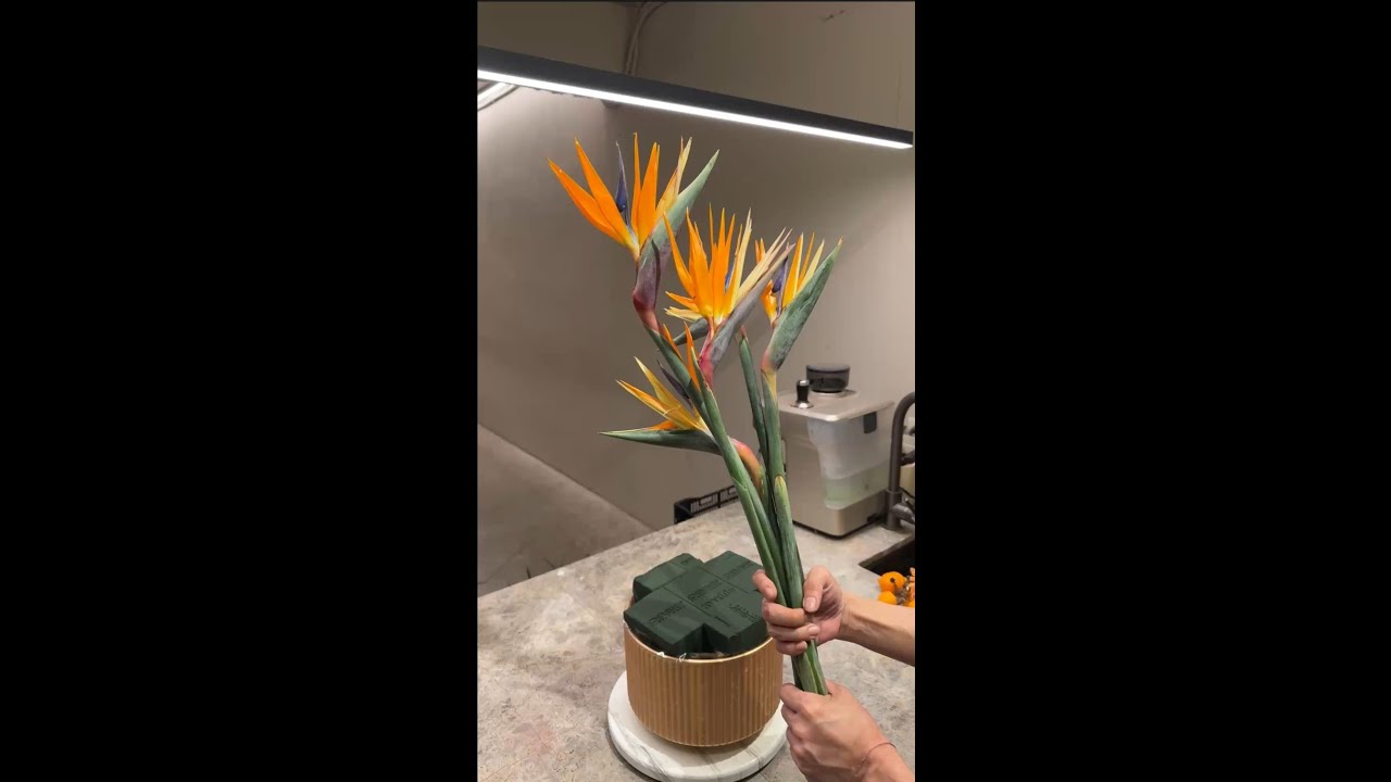 快閃插花64 - 綠黃橘天堂鳥應用盆花