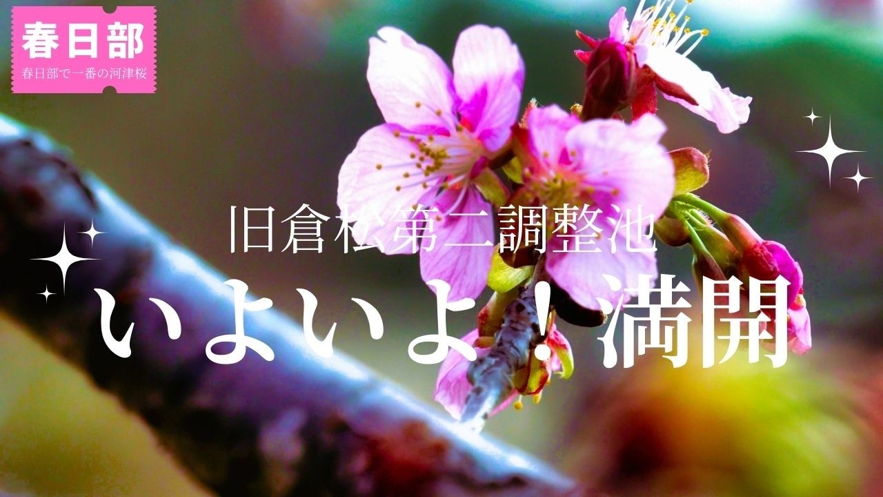 満開直前【春日部】旧倉松第二調整池の河津桜 (2026年2月24日)🌸満開直前｜下谷神社の梅とツグミ｜雨前の春景色「訪れる方への「開花情報」としても参考になればです」 kasukabe japan
