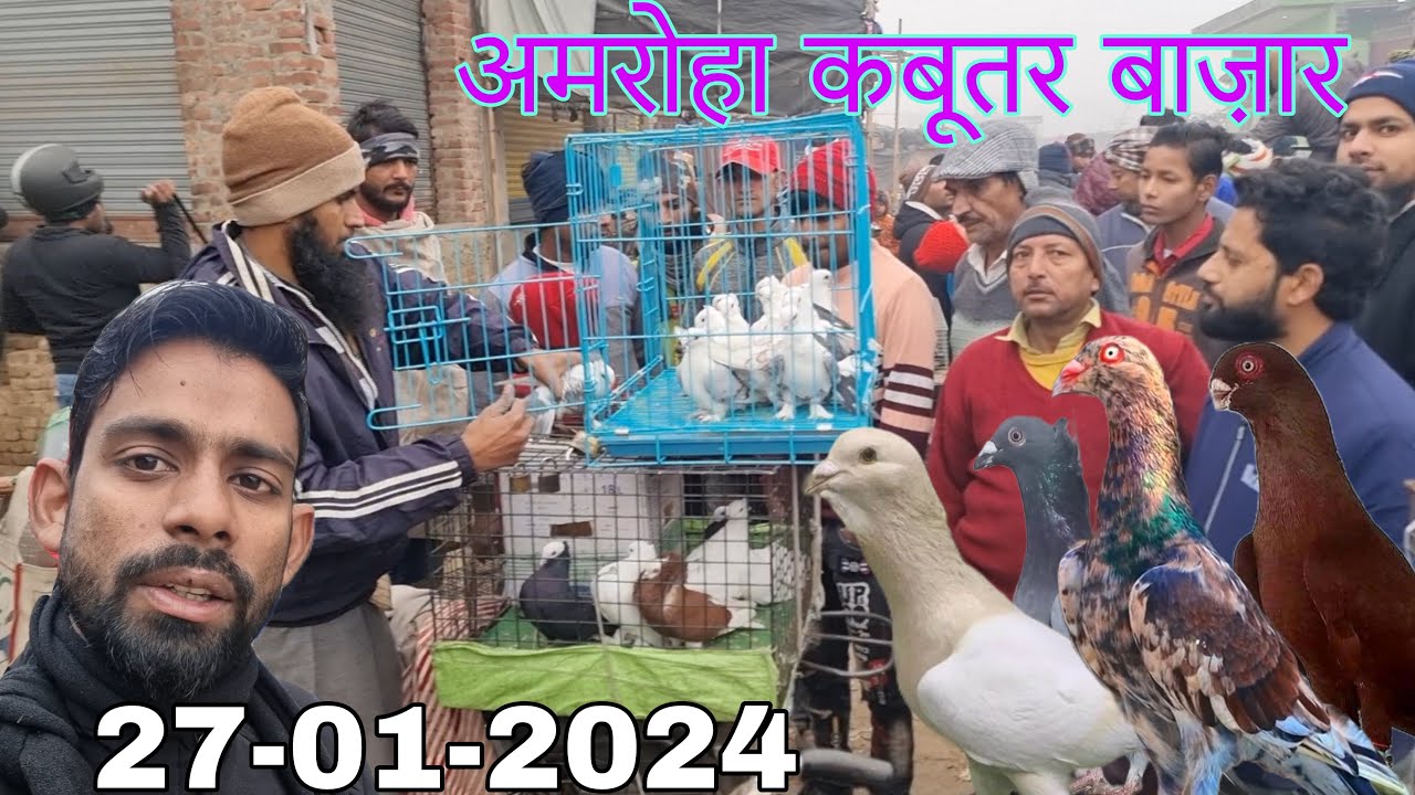 Amroha kabootar market 🕊️27-01-2024. अमरोहा कबूतर बाज़ार। Gola kabootar market. Bird market India.