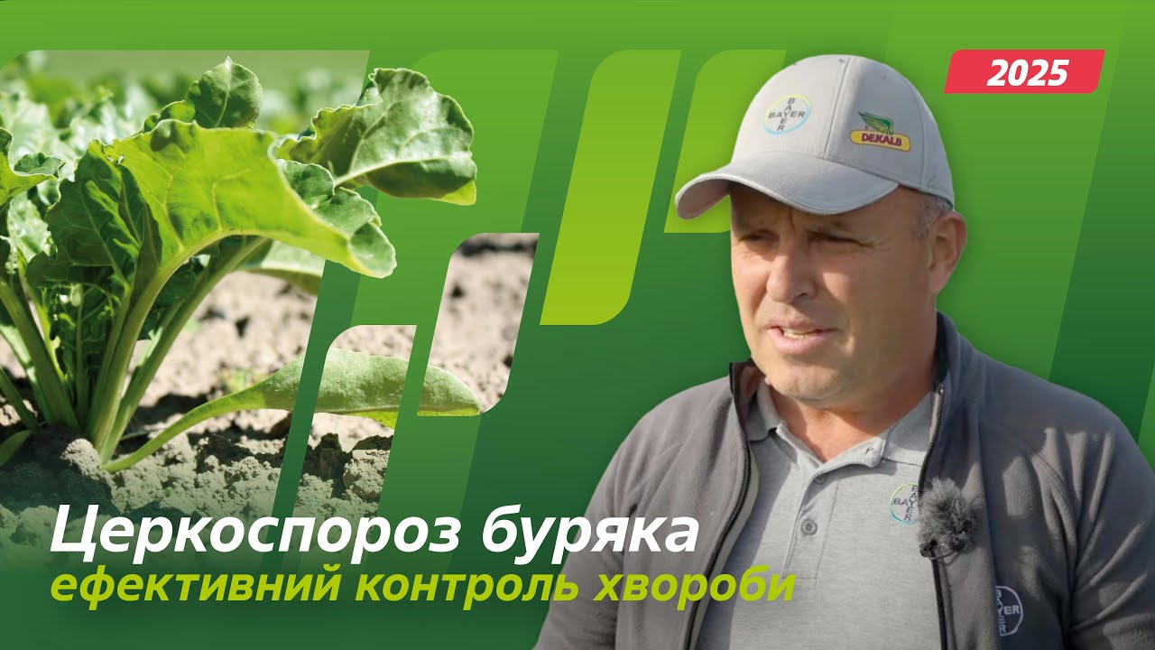 Церкоспороз буряка. Ефективний контроль хвороби