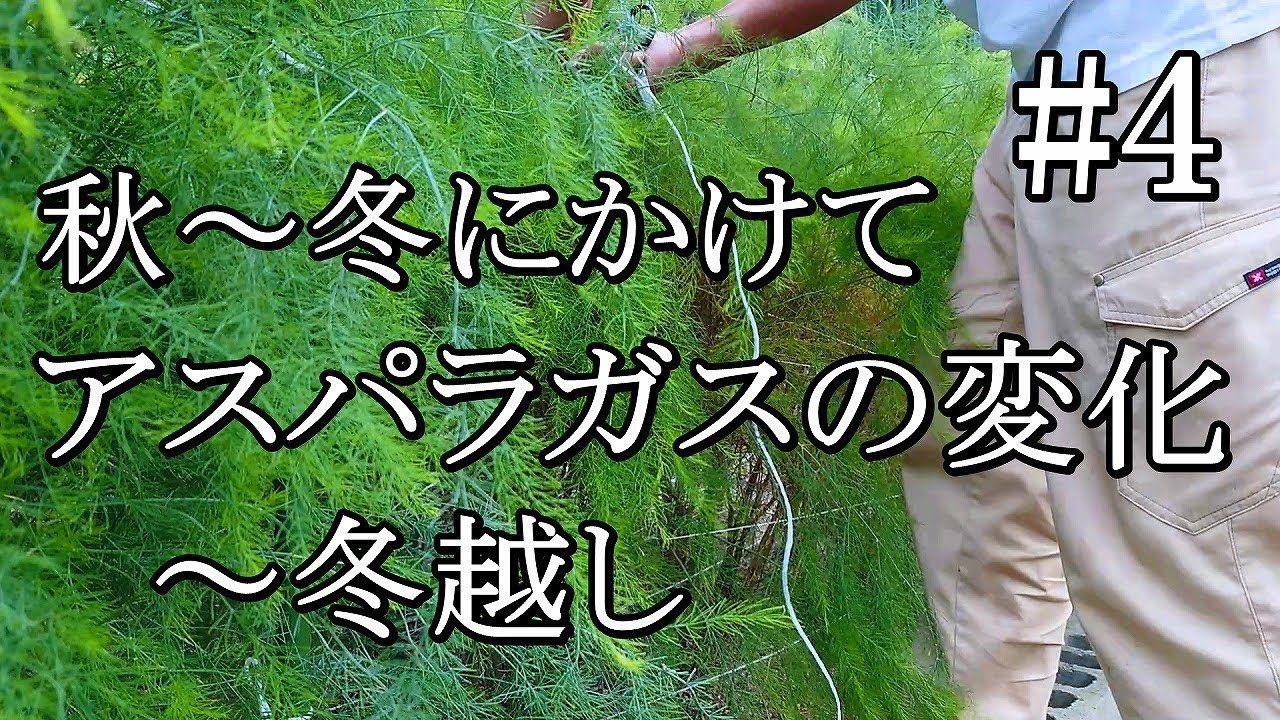 家庭菜園でアスパラガスの栽培日記#4『秋から冬にかけてアスパラガスの変化～冬越し』