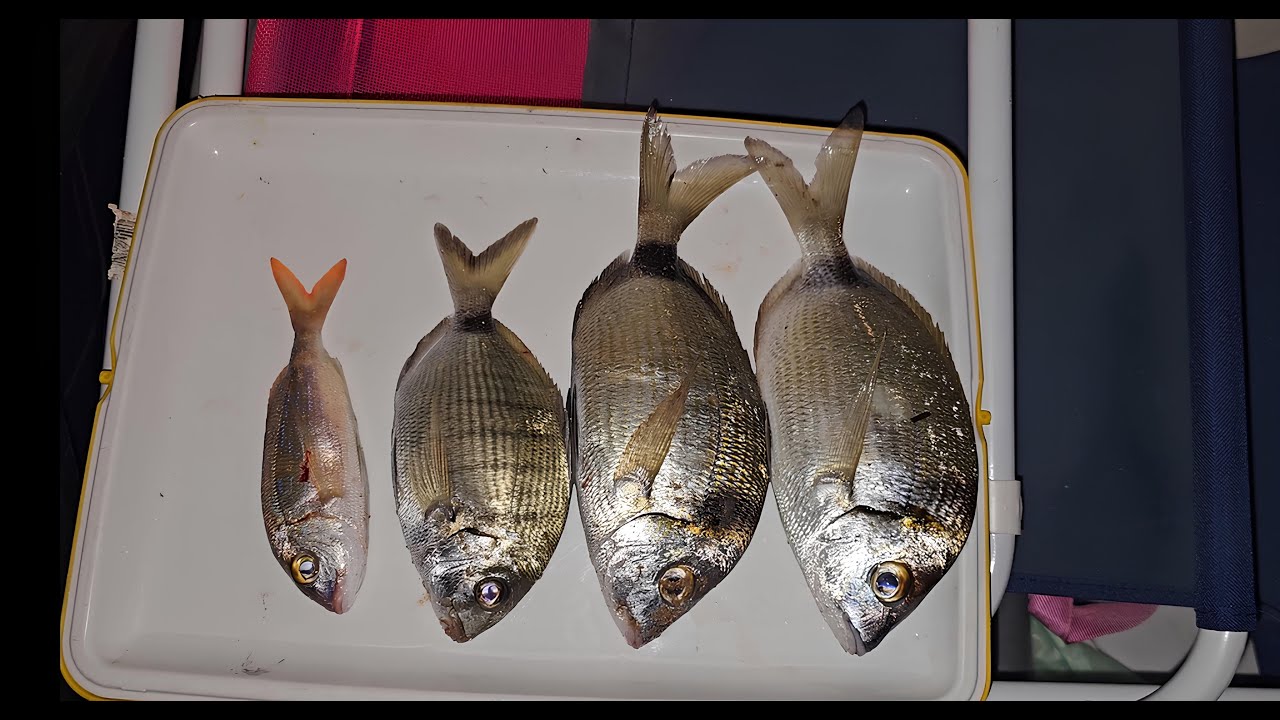 Ψάρεμα στην Σαλαμίνα (Ψιλή Άμμος) Fishing in Salamina (Psili Ammos)