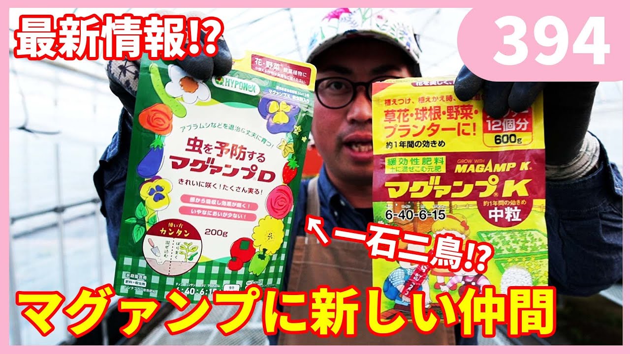 肥料だけじゃない！虫にも効くマグァンプ⁉ by 園芸チャンネル394 園芸 ガーデニング 初心者