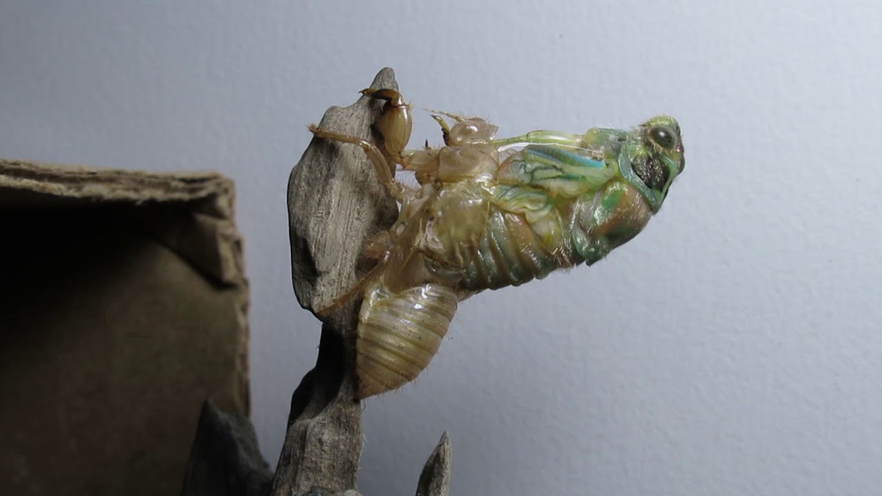 Cicada ecdysis