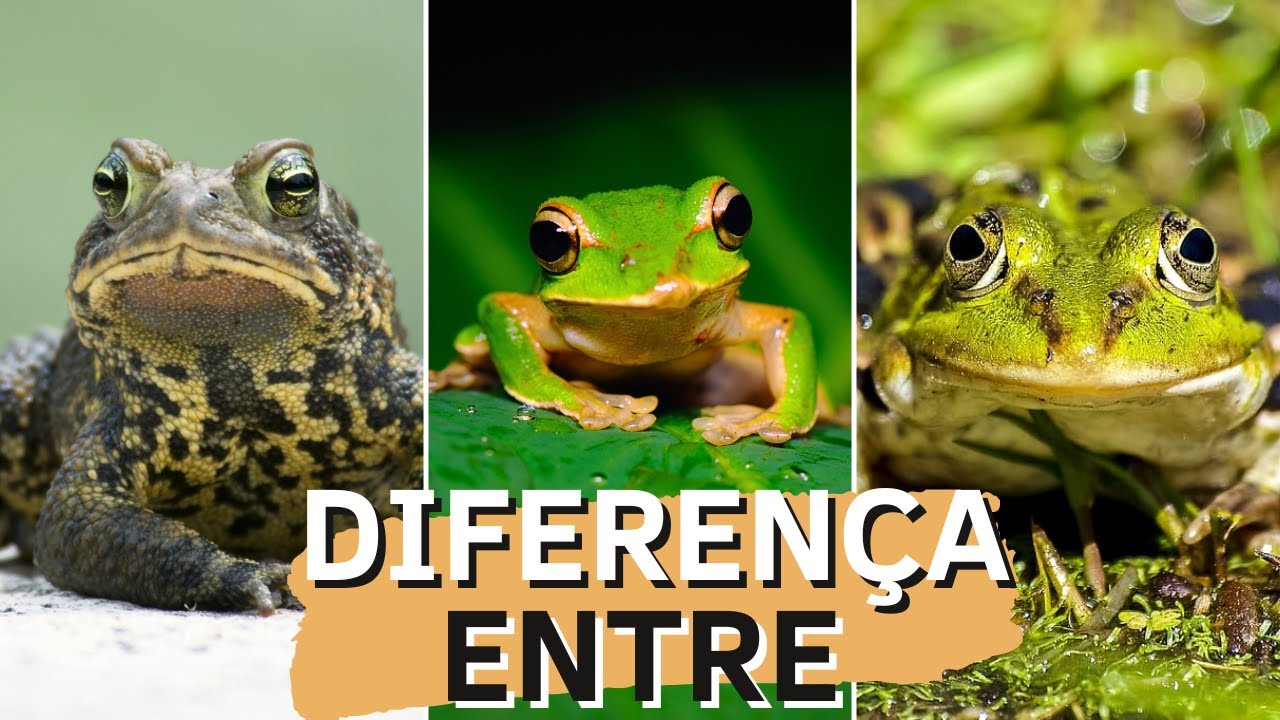 DIFERENÇA ENTRE SAPO, RÃ E PERERECA