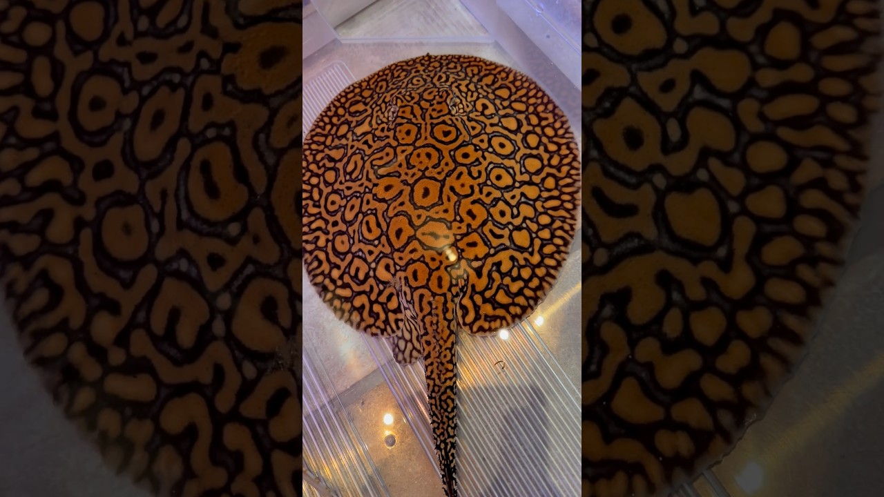 Potamotrygon Mini Marbled/Boesemani Hybrid #potamotrygon #rochen #stingray #amazonas #fish