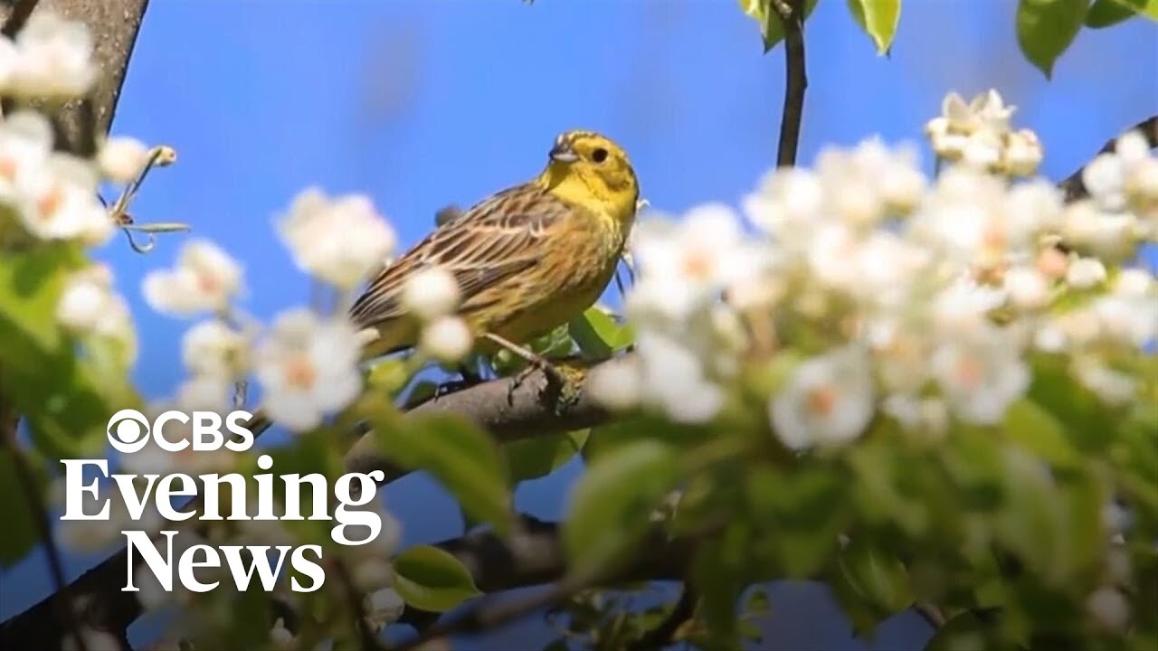 Reporter's Notebook: Why spring is nature's happiness report