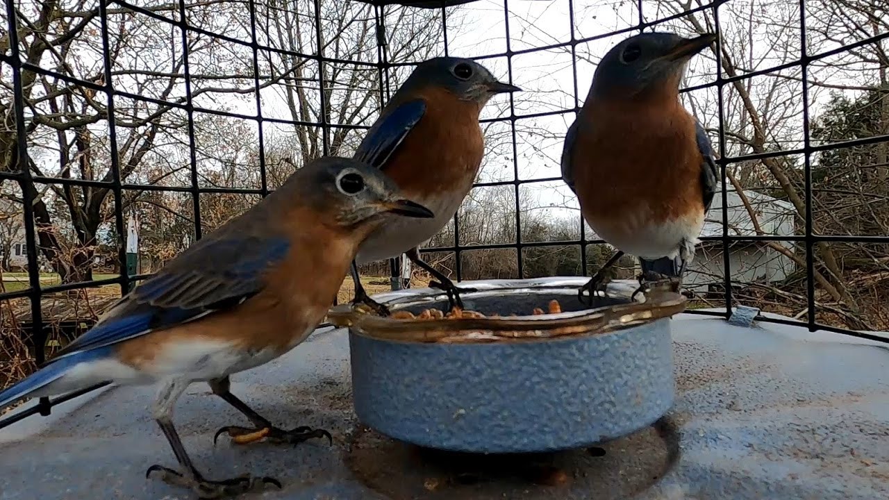 Live mealworms enjoyed by many birds!  Up close, INSIDE VIEW (Erva caged bluebird feeder). 12-21-21