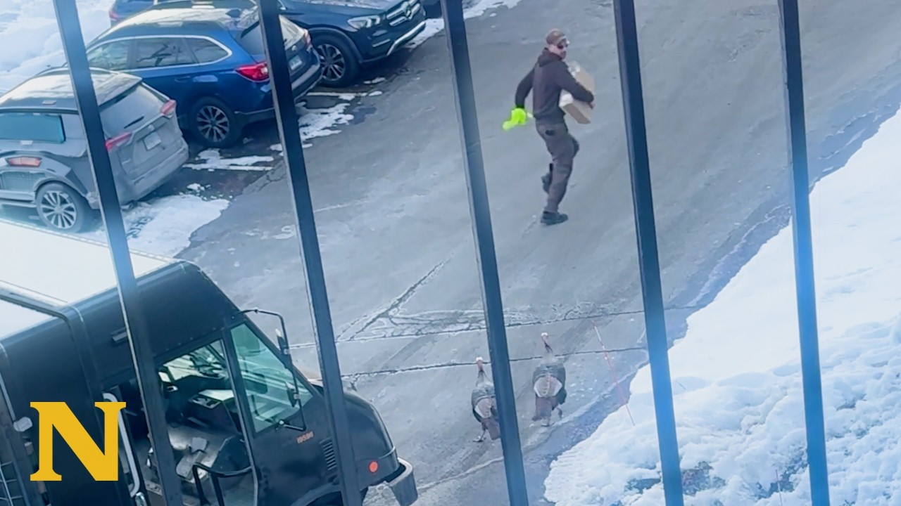 UPS Driver Trying to Deliver a Package While Chased by Wild Turkeys 😂