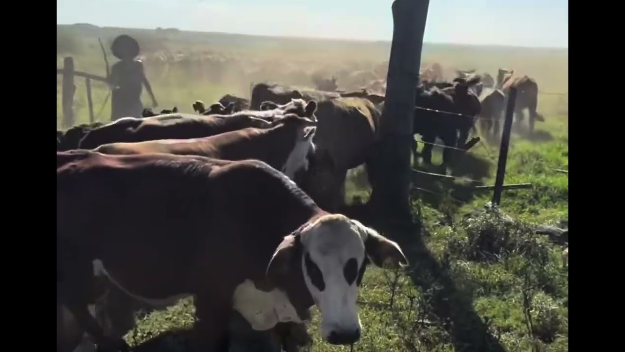 🐂🐂🐂🐂🍀💐✨
