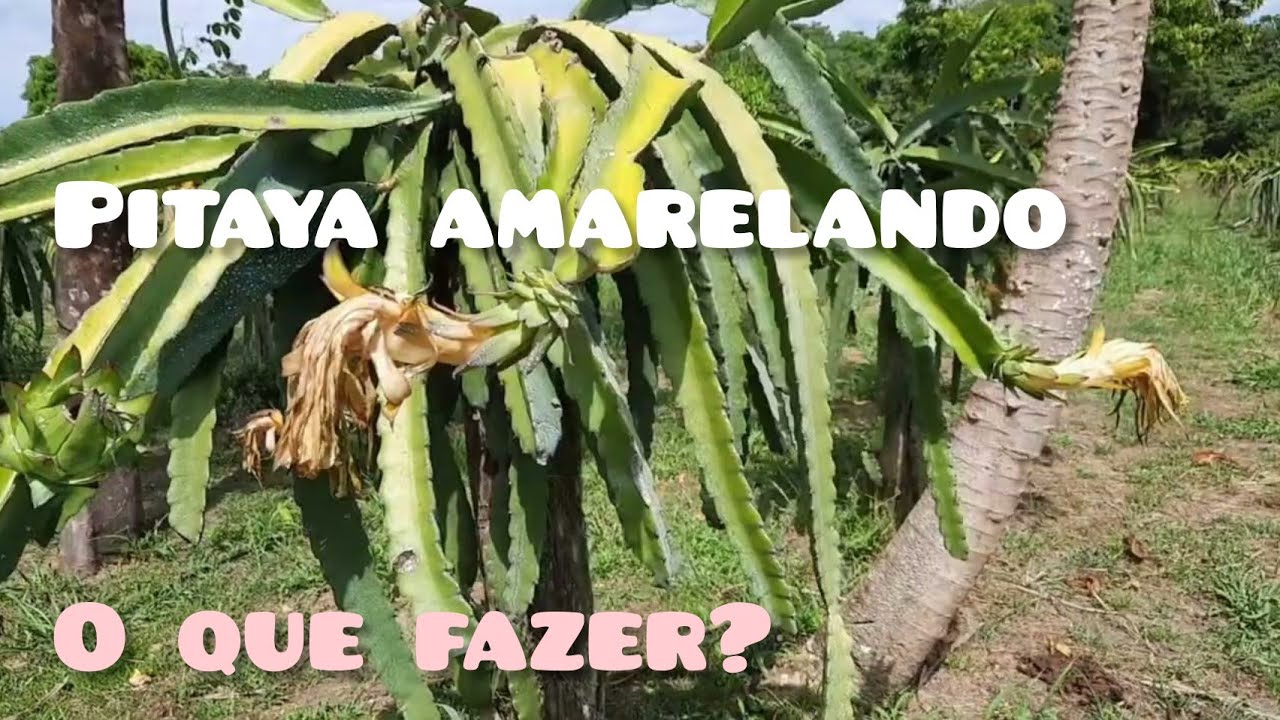 O QUE FAZER QUANDO A PITAYA ESTÁ AMARELADA