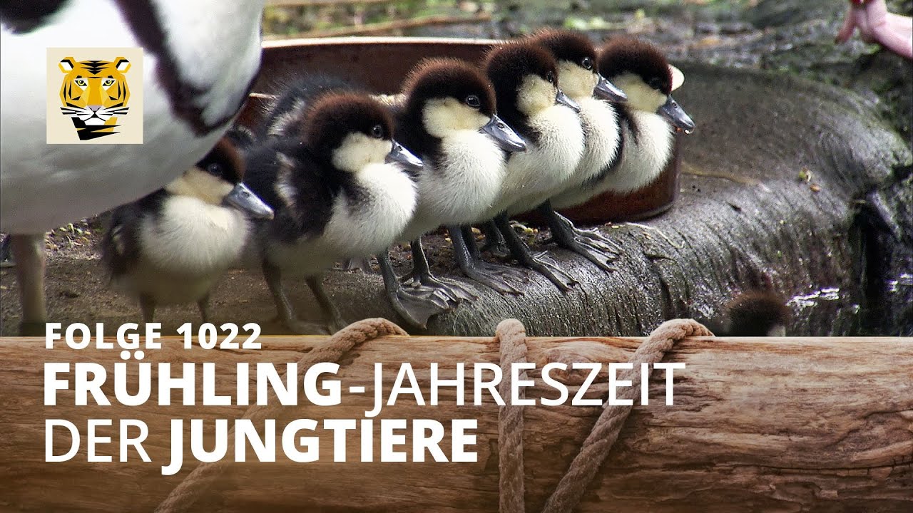 Vom Suchen und Finden unter Palmen (Folge 1022) | Elefant, Tiger & Co. | MDR