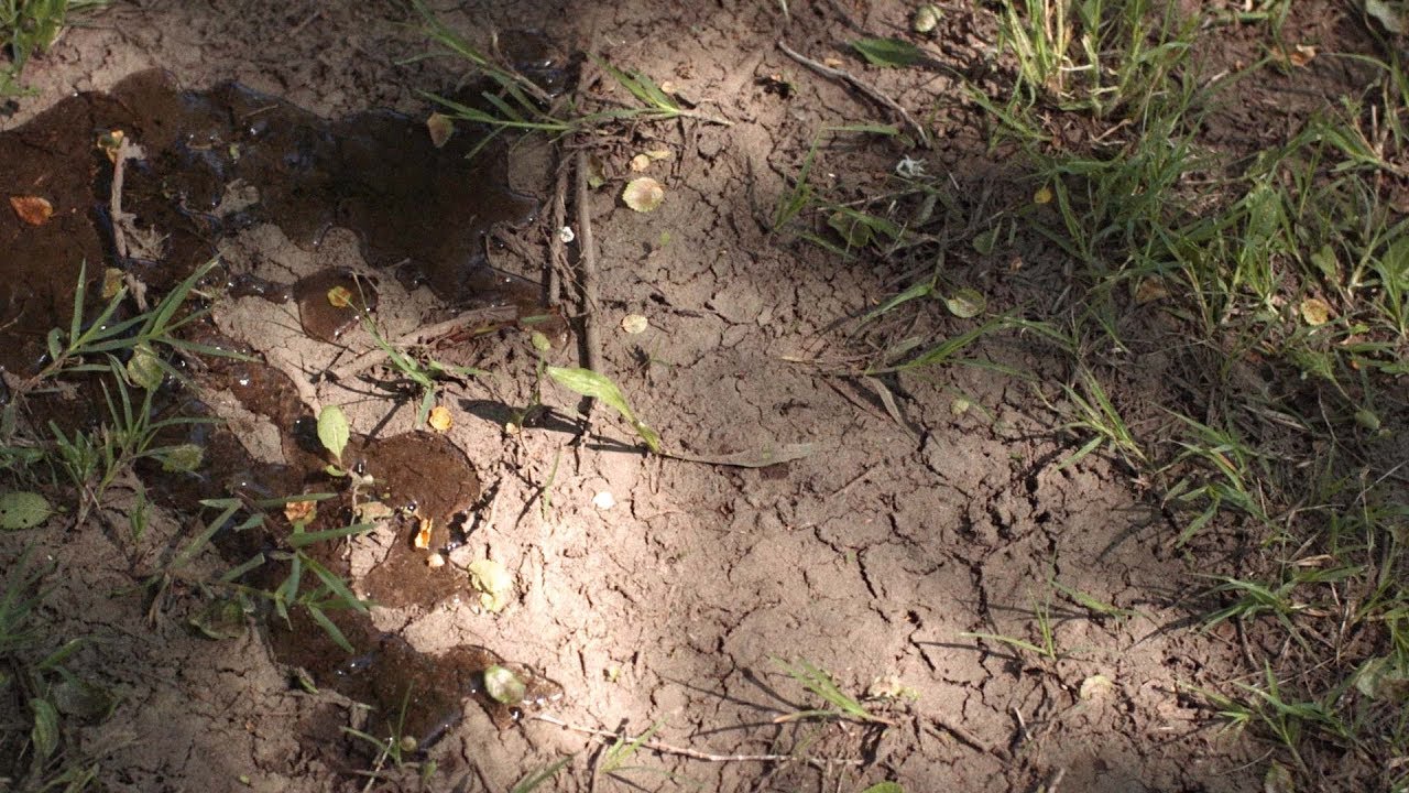 How Los Angeles Dried Up Owens Valley’s ‘Indian Ditches’ | Tending Nature | PBS SoCal