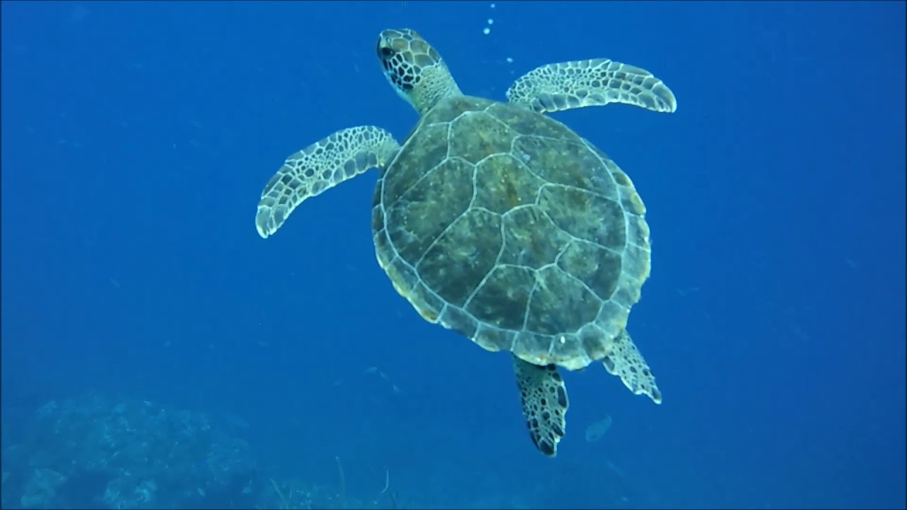 Summer in Bonaire