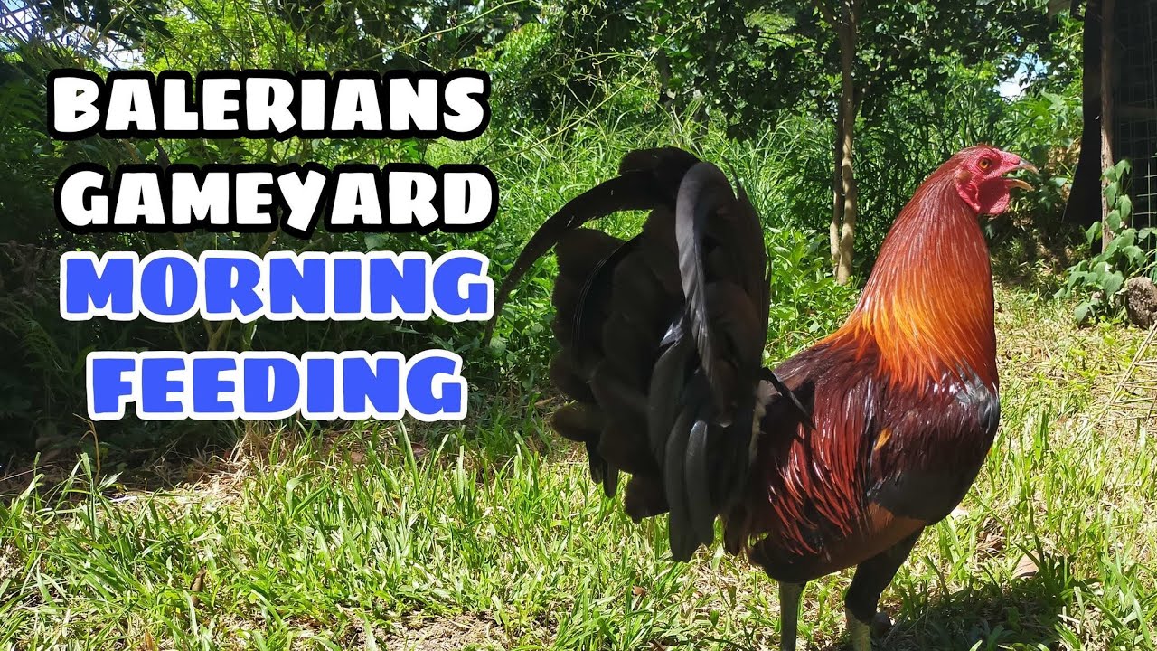 MORNING FEEDING || BALERIANS GAMEYARD