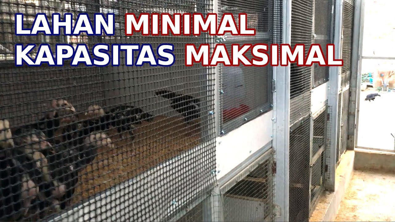 Kandang Ayam Baja RIngan  2 Lantai Untuk Indukan dan Pembesaran 🤔 ⁉️(Final) | Ternak Ayam Kampung