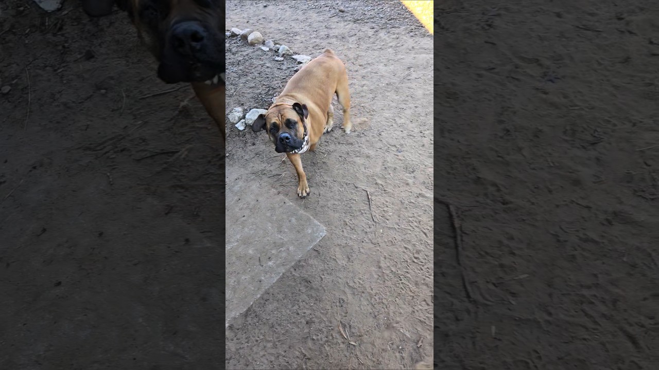 Что ты делаешь? 🐶 Коко приветствует Дракса