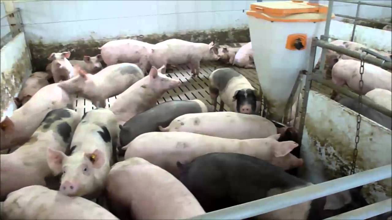 300er Maststall-Video 13.07.13