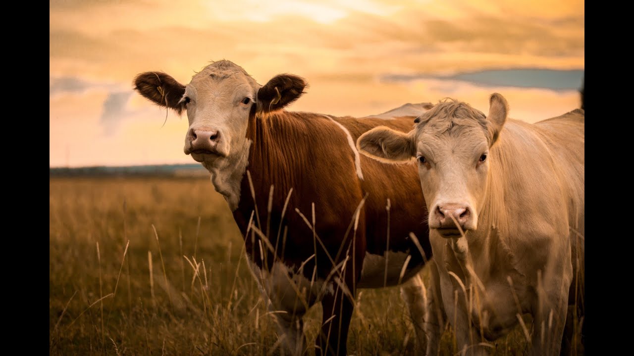 Recent Advancement on Understanding the Interaction of Crop-livestock Integrated Production System