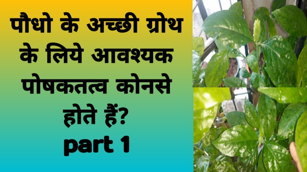 plant nutrition for best growth | plant nutrition & deficiency symptoms | पौधे के आवश्यक पोषकतत्व