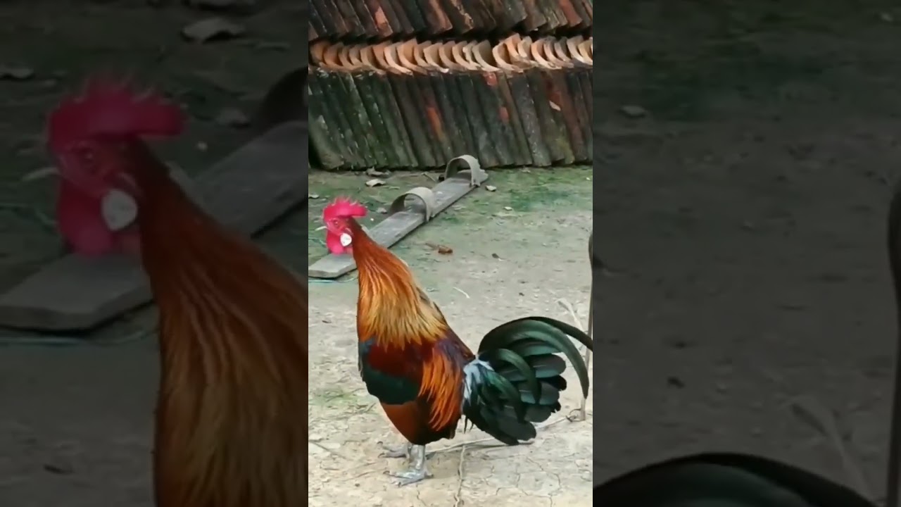 Kokok Pikat Ayam Hutan Terbaik 2023