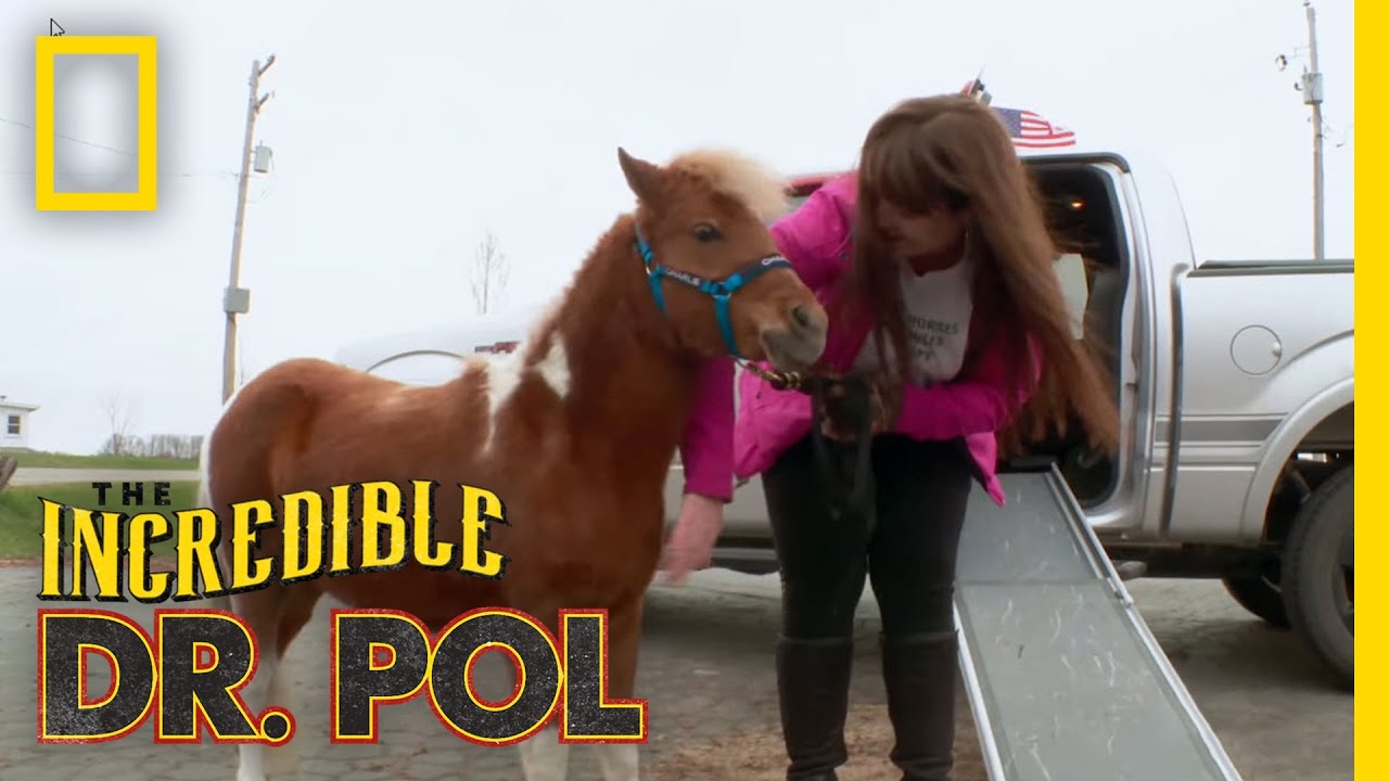 Dr. Pol's Favorite Mini-Horse | The Incredible Dr. Pol