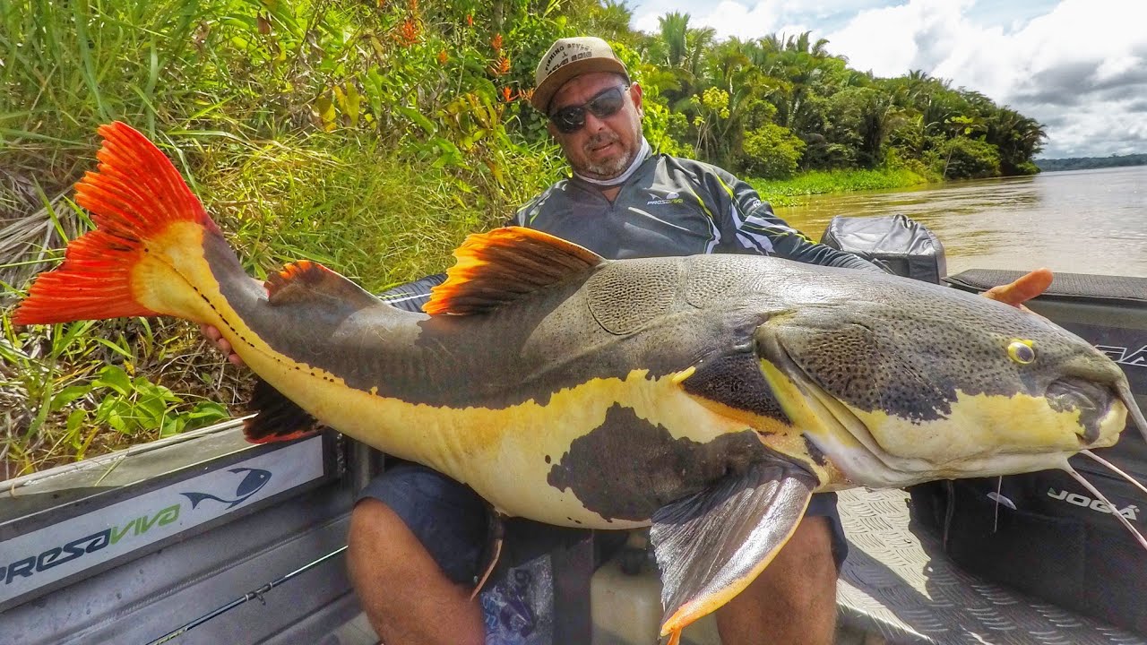 PIRARARA GIGANTE!! O coração saltava enquanto as pernas tremiam!! Rio Madeira