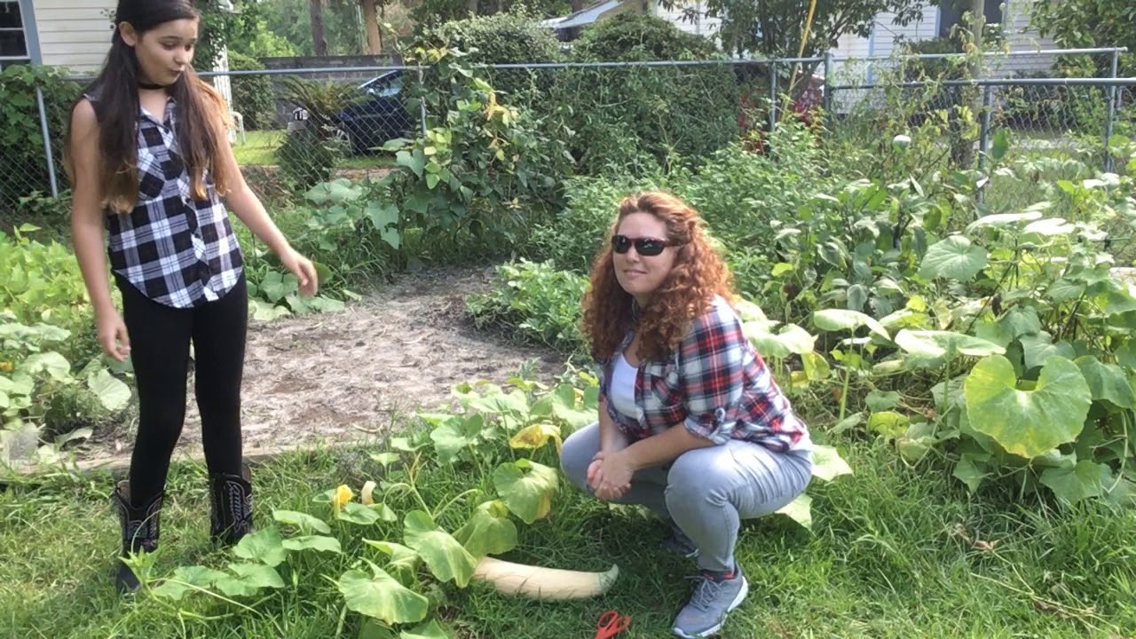 Georgia Candy Roaster Squash
