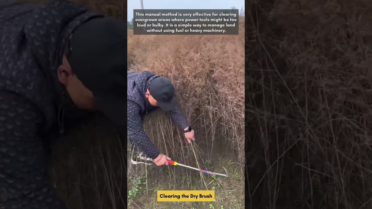 Clearing the Dry Bush