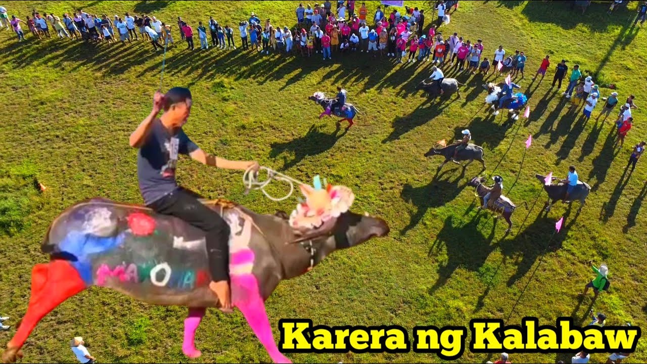 Karera ng Kalabaw | Mayohan sa Tayabas | Ibat-ibang desinyo ng Kalabaw | Richard Cabile Vlog