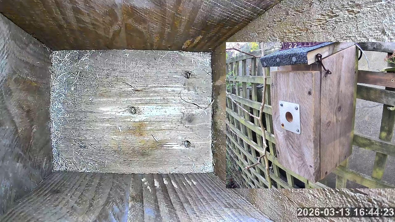 SoBo Nest Box Live Stream