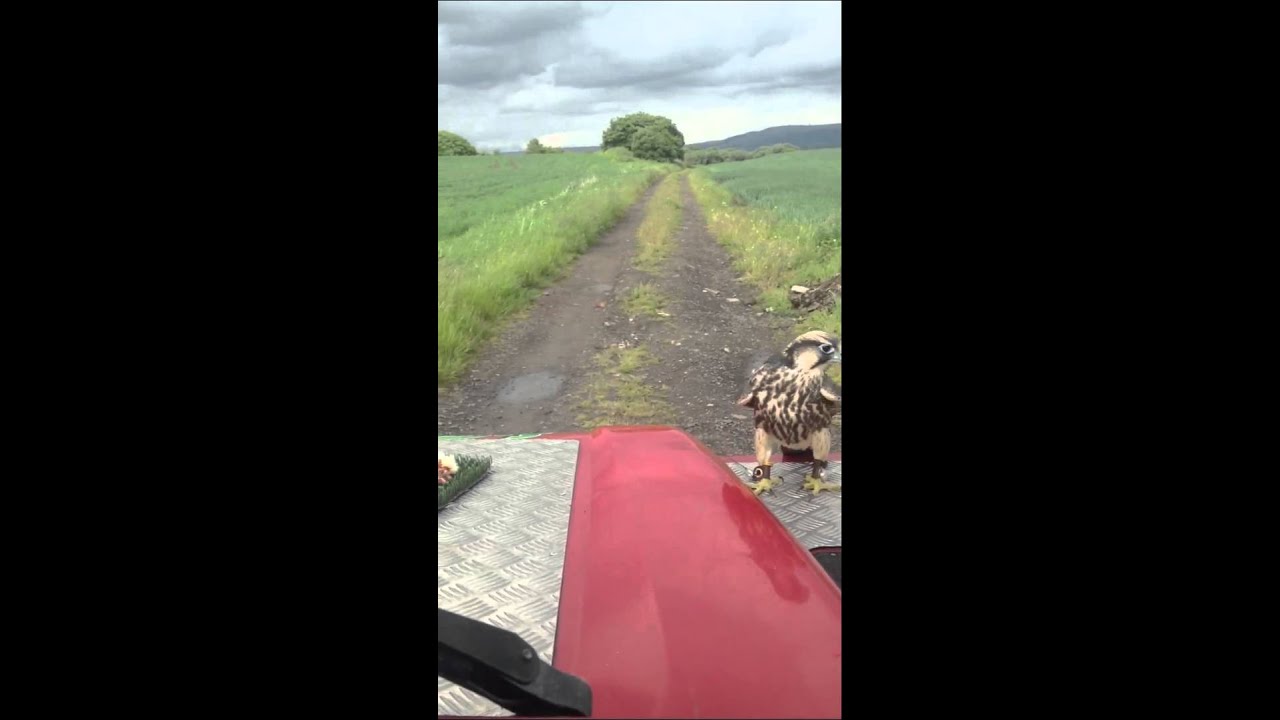 Lanner falcon tame hacking