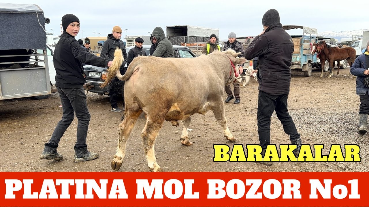 PLATINA MOL BOZOR BARAKALAR NARXLARI BOYKA BOZORIMIZDA MEXMON 